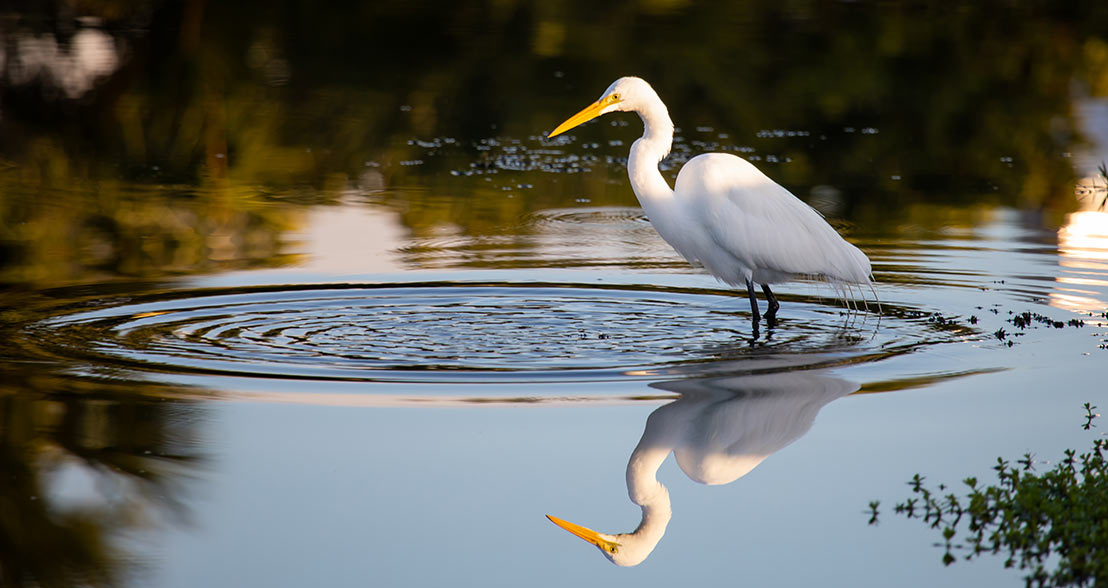 Sailfish Point Wildlife Certified Audubon Cooperative Sanctuary reflection of bird